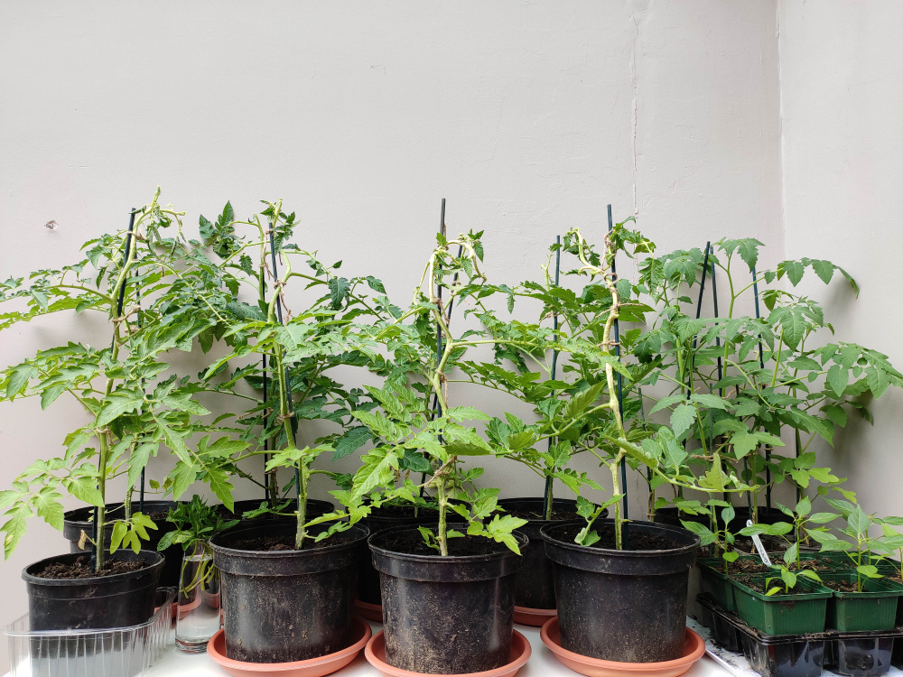 Why my tomato plants are bending and looking pale and stressed — BBC