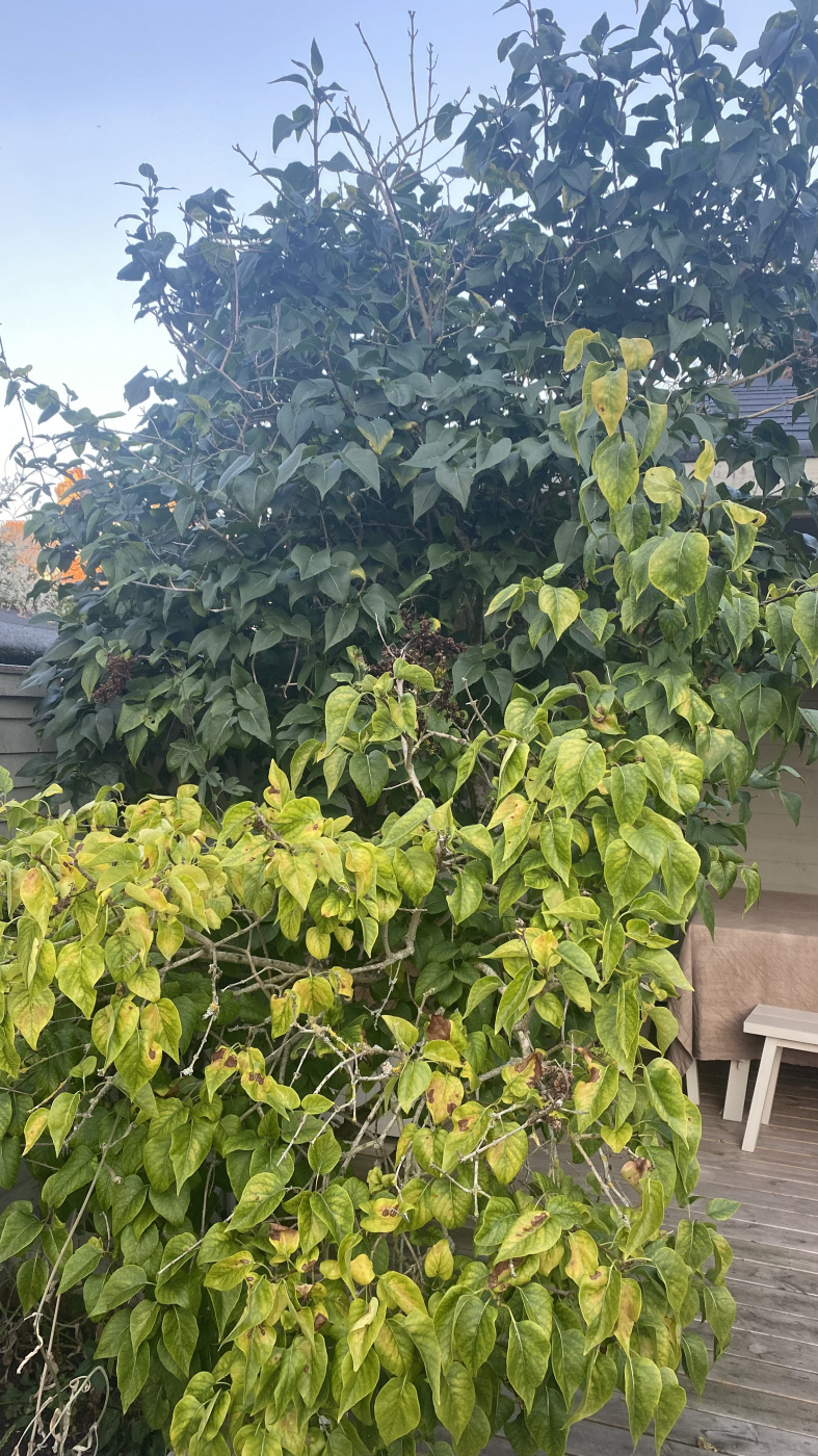 Is my lilac dying? — BBC Gardeners' World Magazine