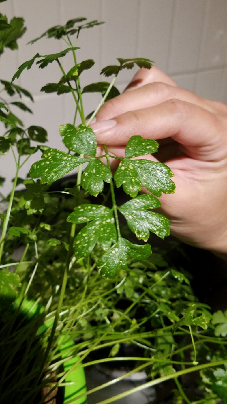 Parsley leaves having yellow spots — BBC Gardeners' World Magazine