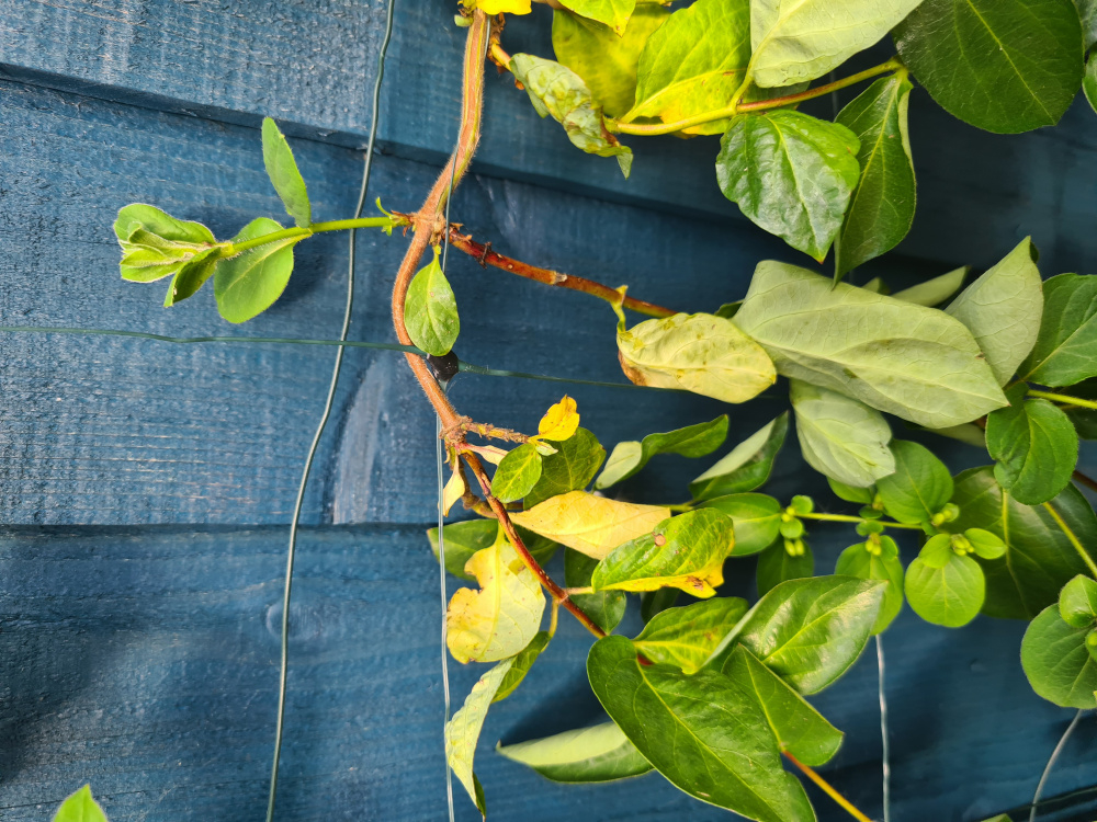 Honeysuckle dying — BBC Gardeners' World Magazine
