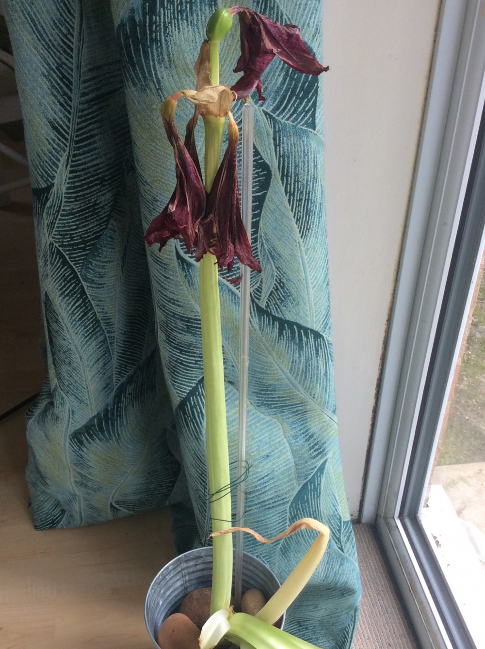 Amaryllis, will it produce seeds? — BBC Gardeners' World Magazine
