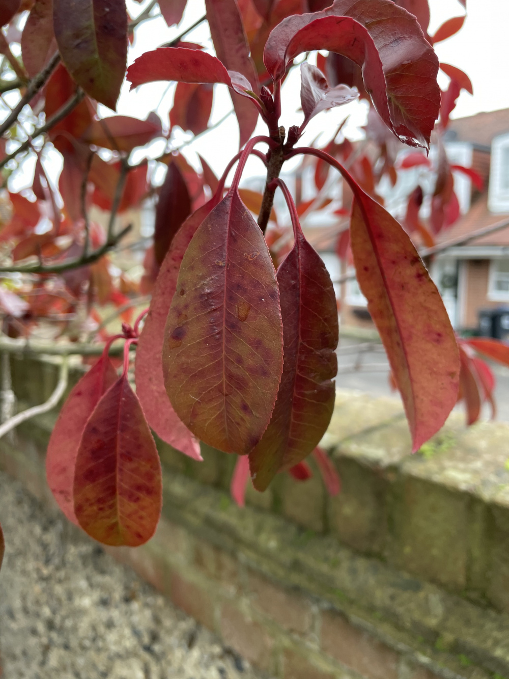 Dead and diseased red robins — BBC Gardeners' World Magazine
