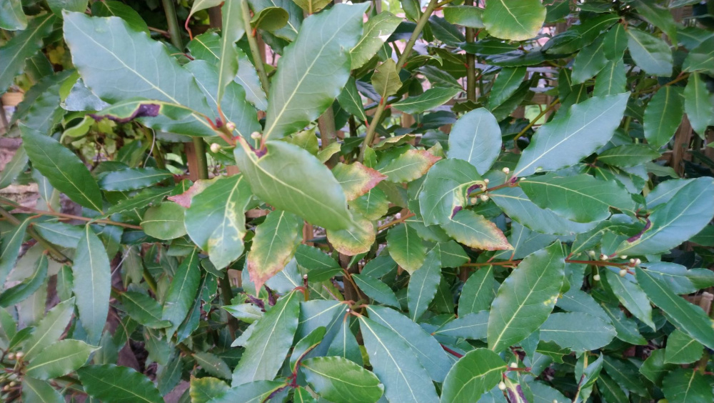 Bay Leaf yellow/brown on outer edges other bay trees fine! — BBC