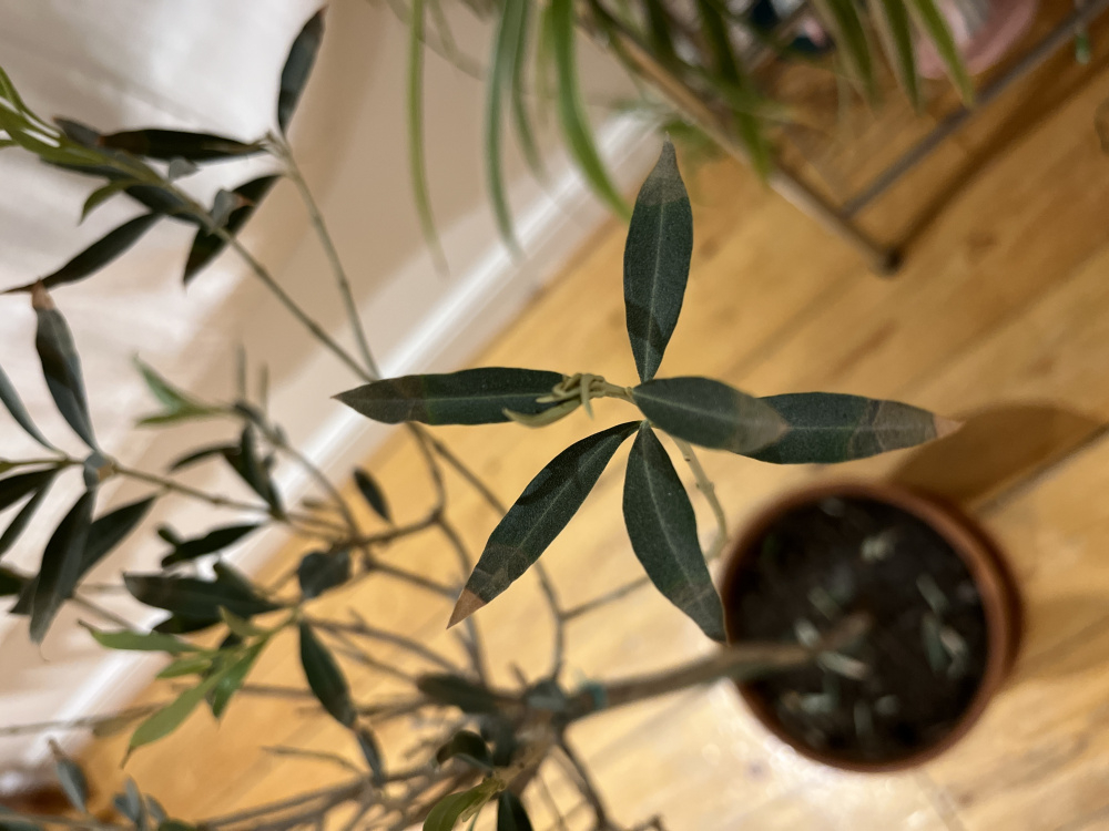 Olive tree Brown tips on leaves — BBC Gardeners' World Magazine