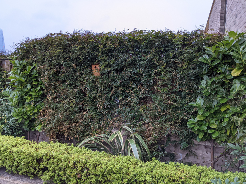 Sick Jasmine photos leaves turning brown — BBC Gardeners' World Magazine