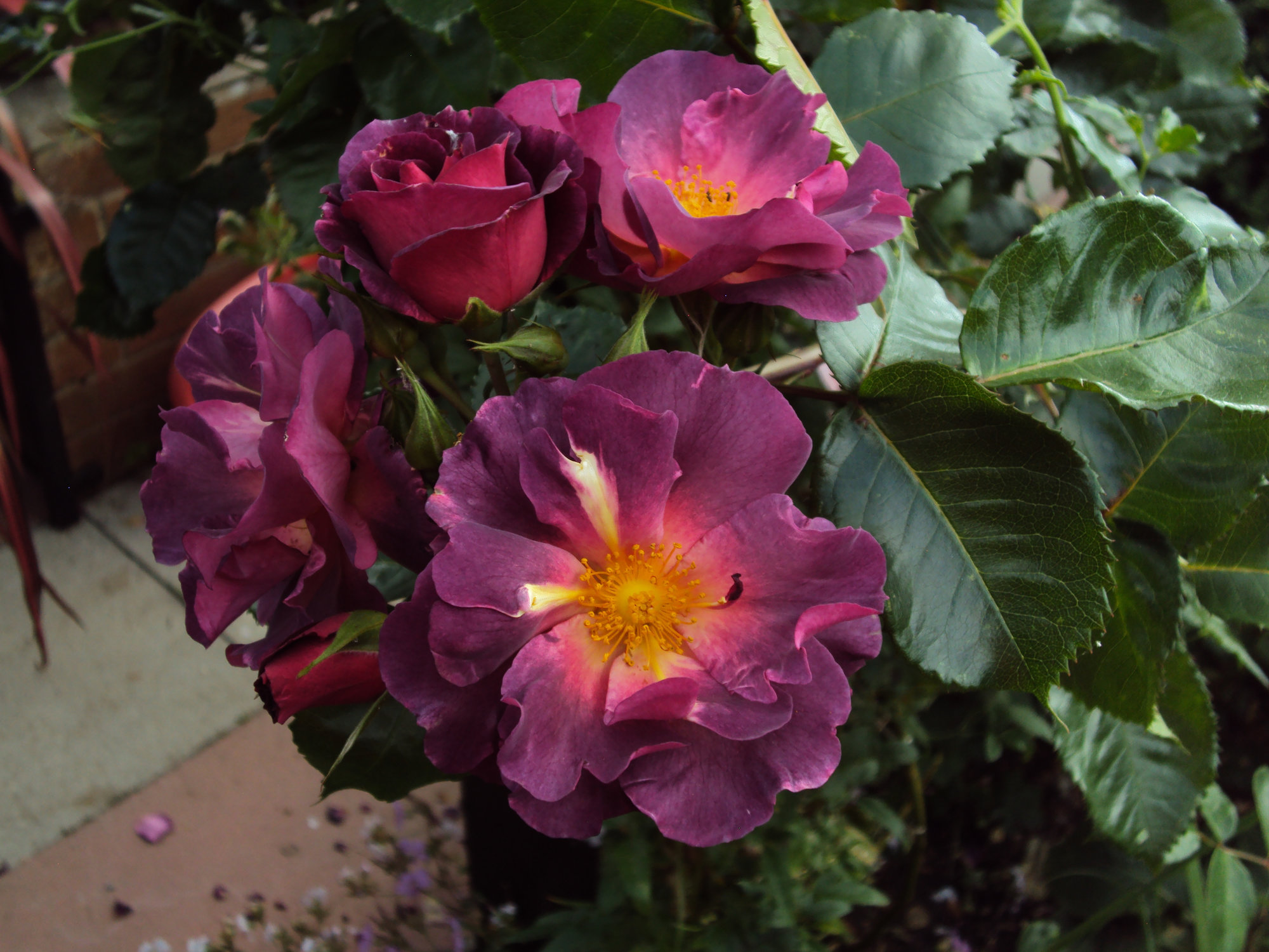 Climbing Rose varieties - opinions and suggestions - Page 6 — BBC