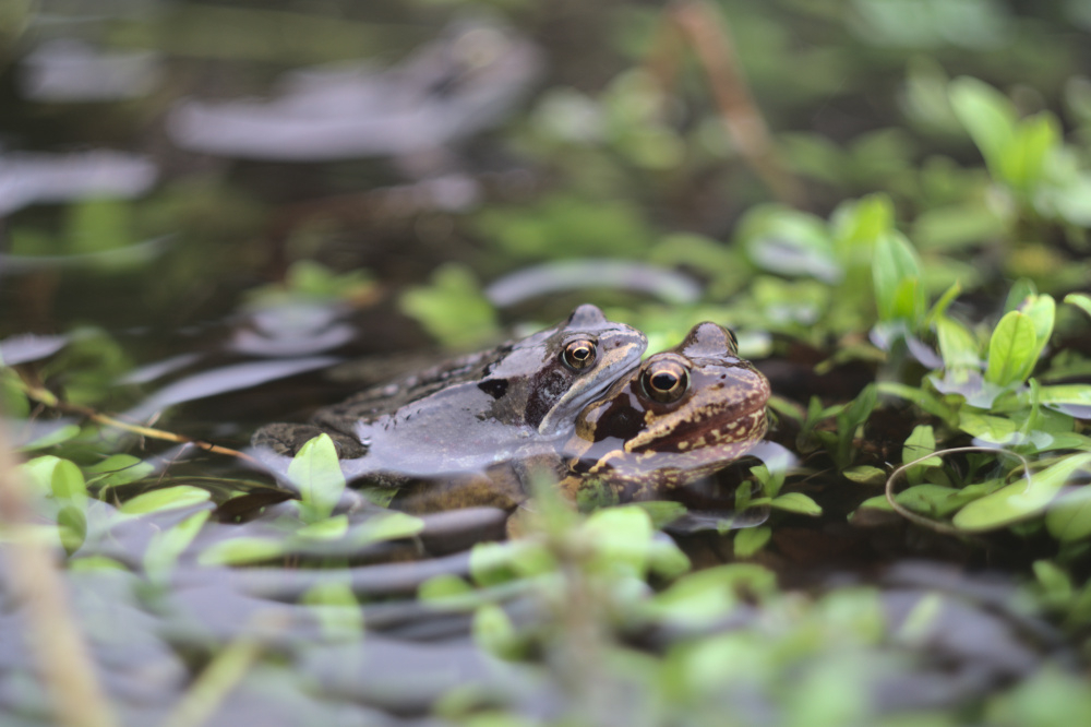 Frogs are loving storm Dennis — BBC Gardeners' World Magazine