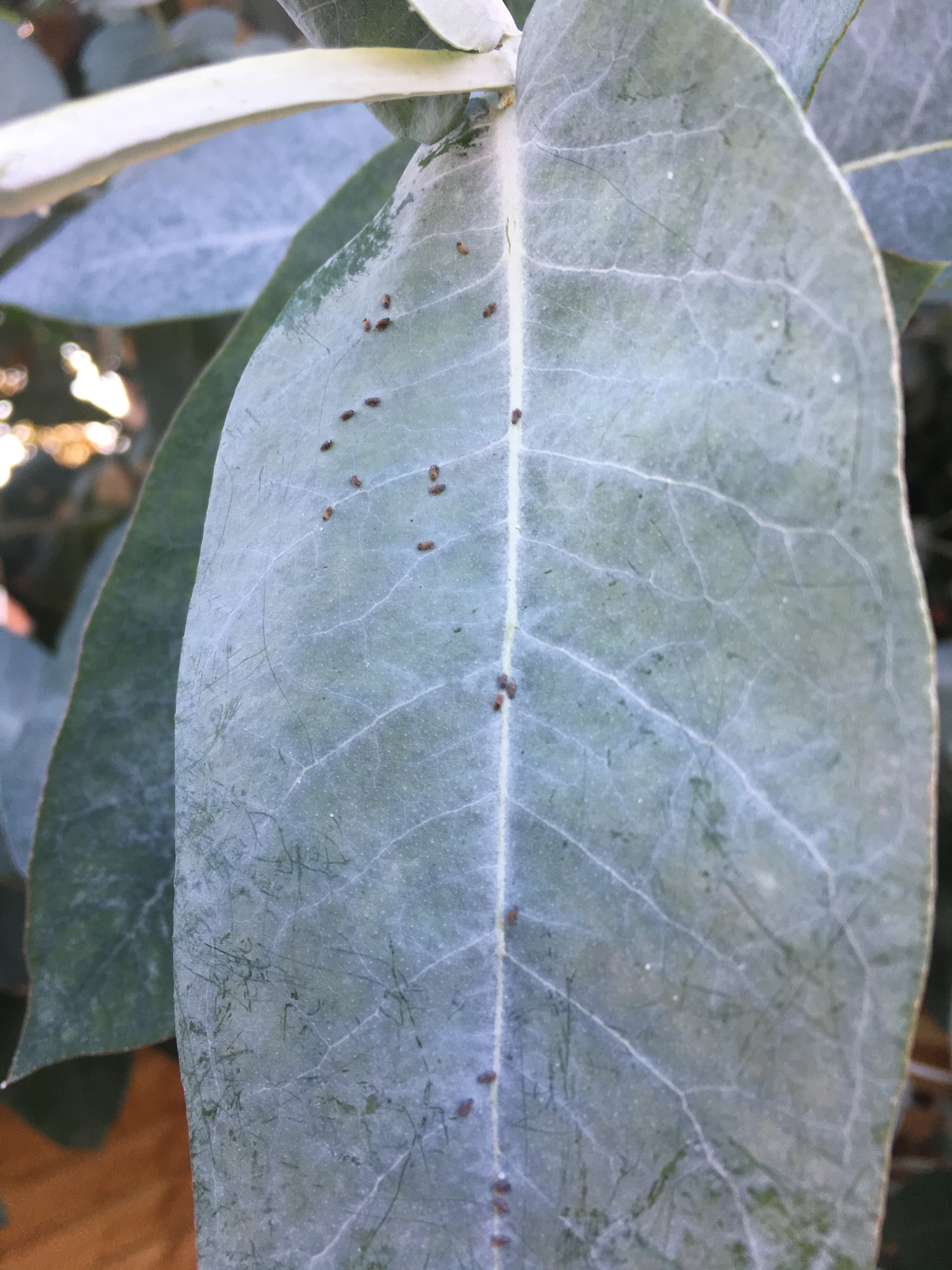 Tiny bugs on eucalyptus possibly spreading around my garden can