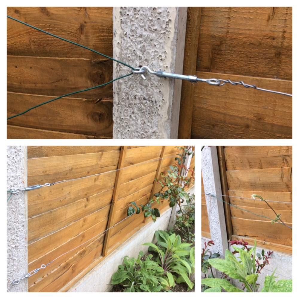 Training roses against a fence What wires, hooks, tensioners to use