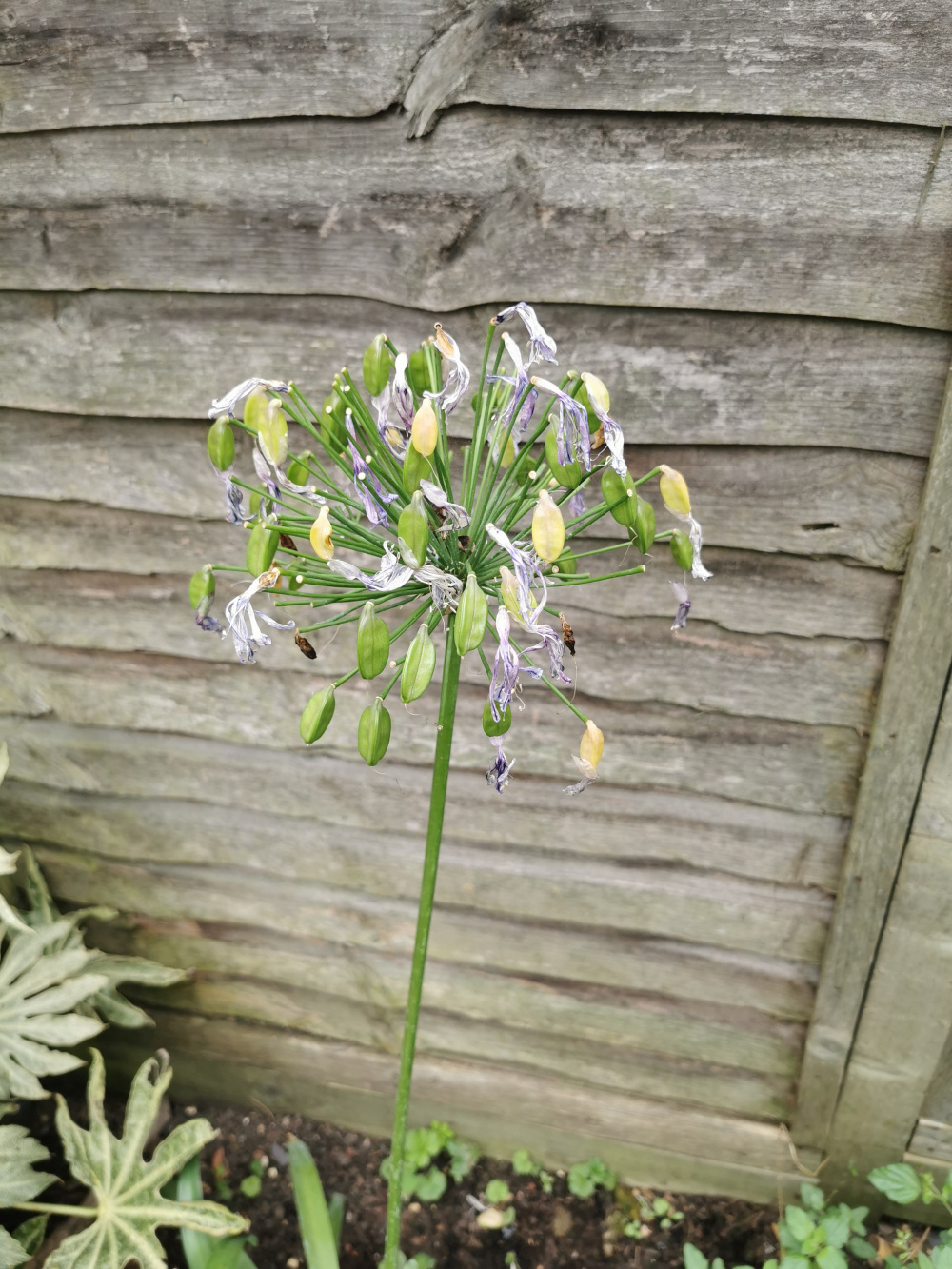 Sad plants 😥 — BBC Gardeners' World Magazine