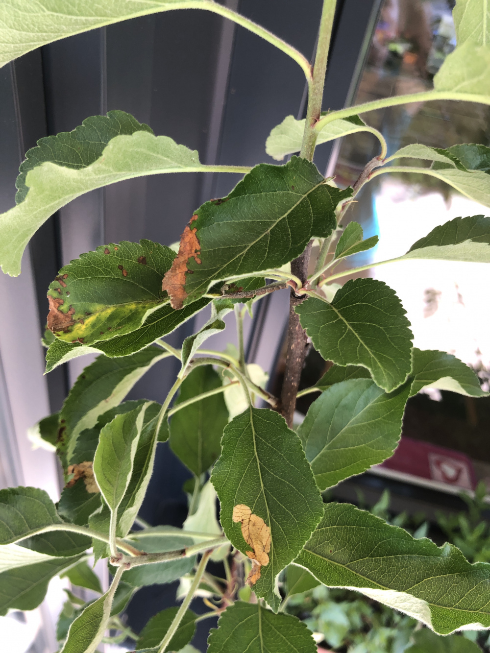 Gala Apple Tree Diseased or scorched? — BBC Gardeners' World Magazine