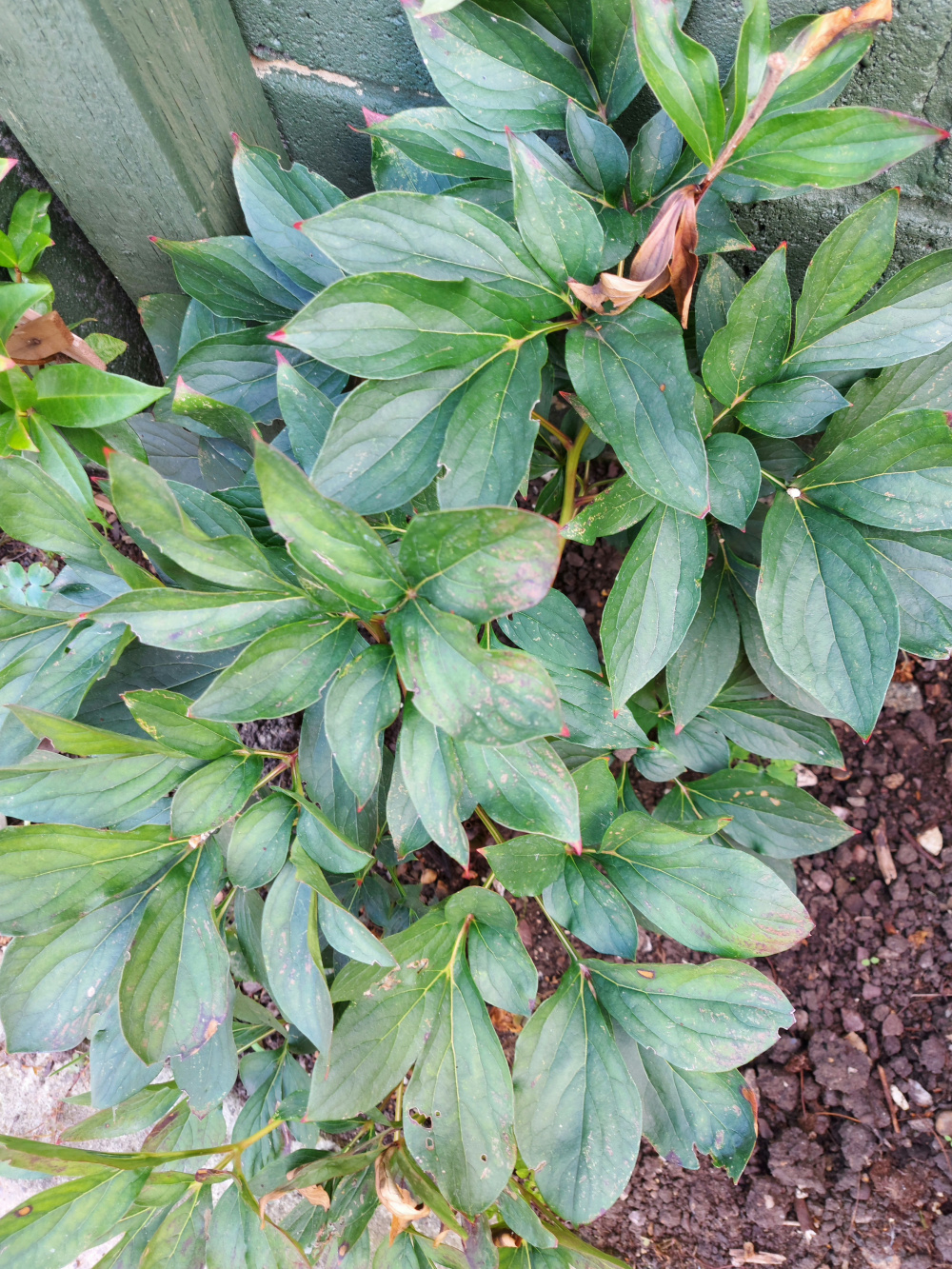 Dying Peony? — BBC Gardeners' World Magazine