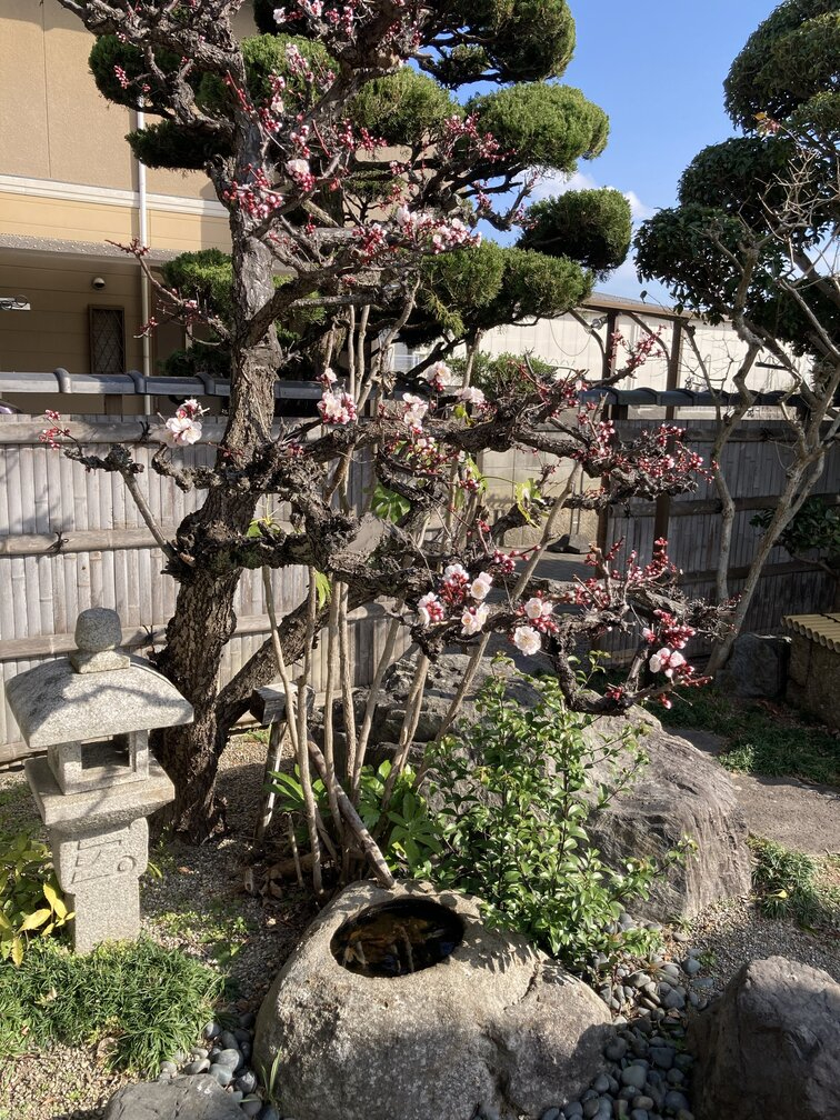 Advice about a Japanese garden - Page 6 — BBC Gardeners' World Magazine