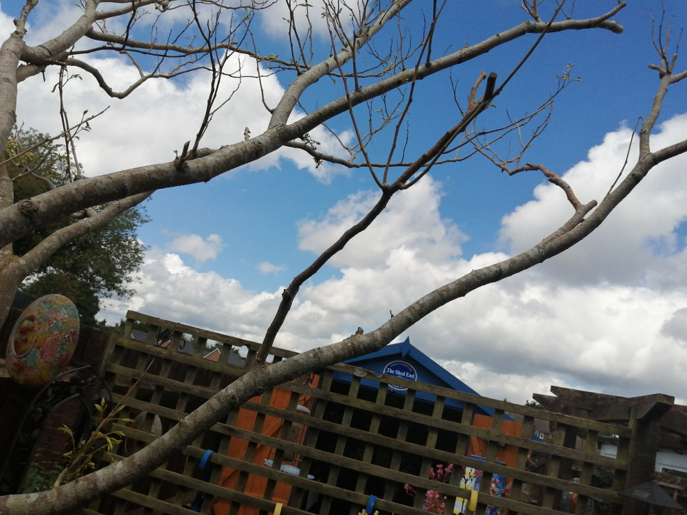 Persian Silk Tree — BBC Gardeners' World Magazine