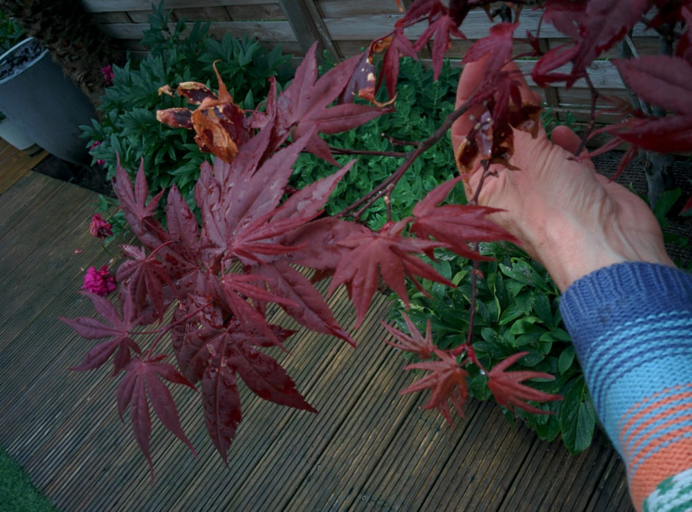 My acer tree looks unhealthy/is dying Pls help! Page 4 — BBC