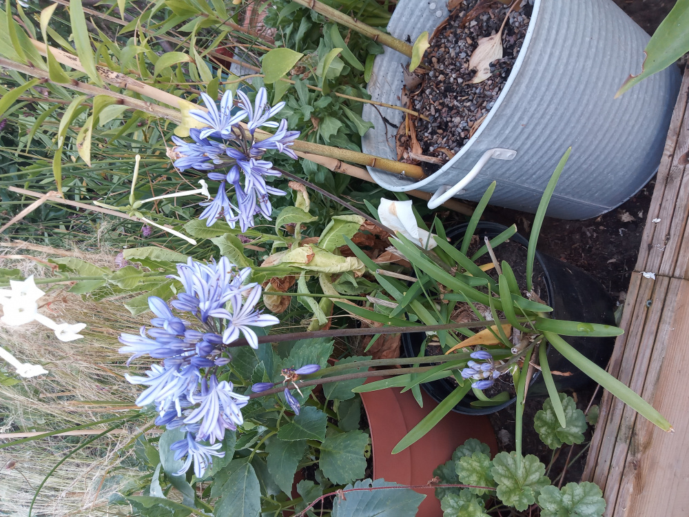 Agapanthus not flowering — BBC Gardeners' World Magazine