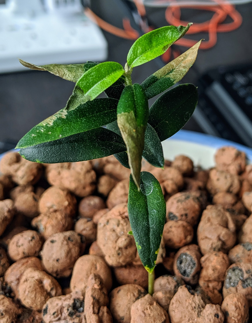 Sixmonth olive tree dying any advice — BBC Gardeners' World Magazine