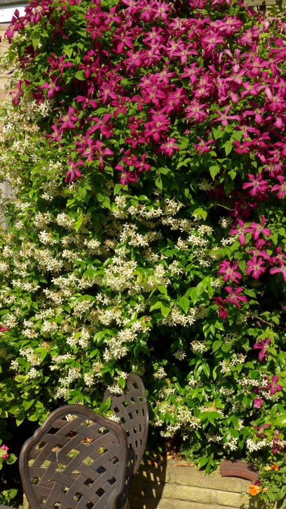 Clematis Armandii or Star Jasmine? — BBC Gardeners' World Magazine