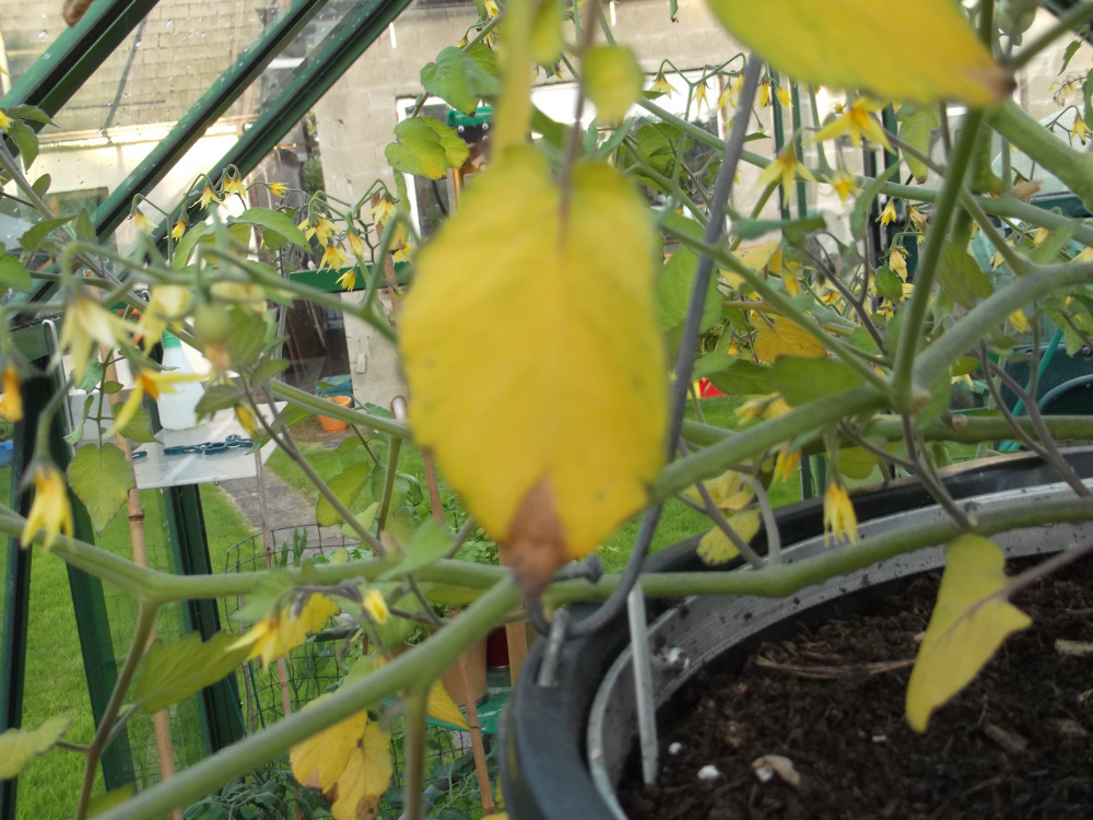 Cherry Cascade Tomato Problems — BBC Gardeners' World Magazine