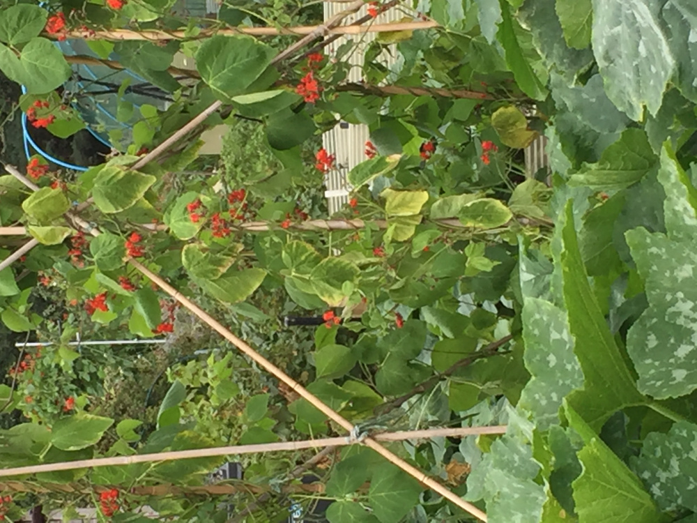 Help I need your help with my runner beans — BBC Gardeners' World Magazine