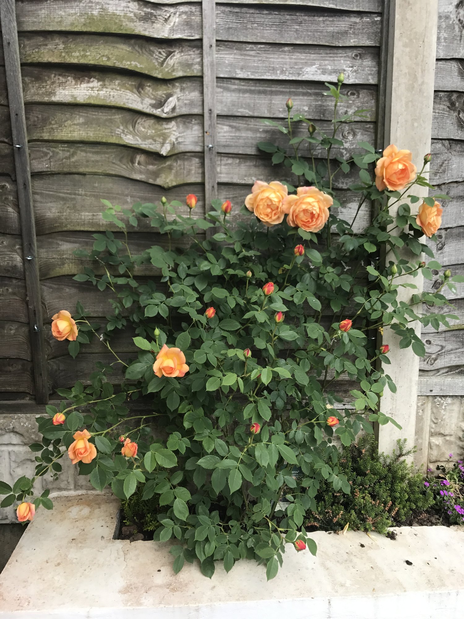 Drooping Rose Page 3 — BBC Gardeners' World Magazine