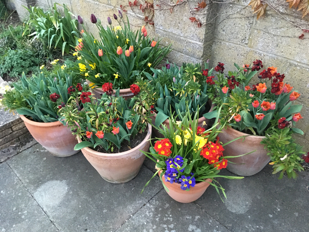 Tulip/Spring Bulbs source Page 3 — BBC Gardeners' World