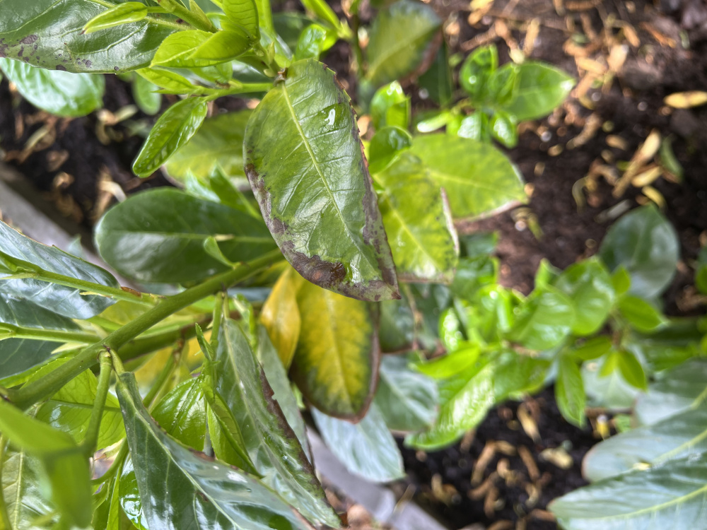 Cherry laurels yellow leaves — BBC Gardeners' World Magazine