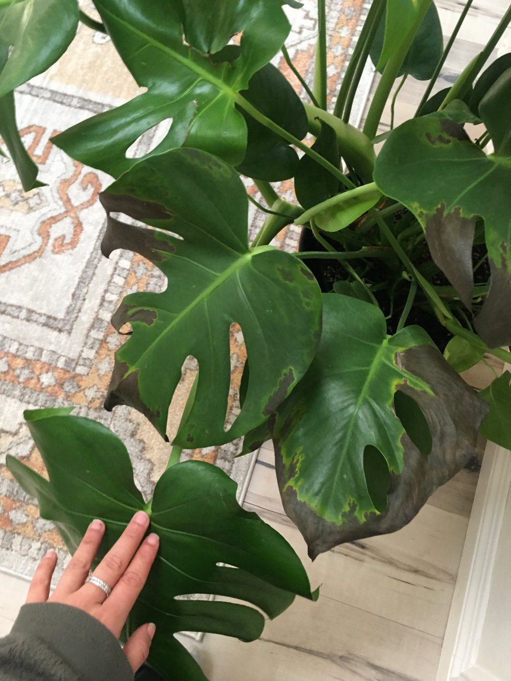 I NEED HELP! My Monstera Plant Leaves are BLACK! — BBC Gardeners' World