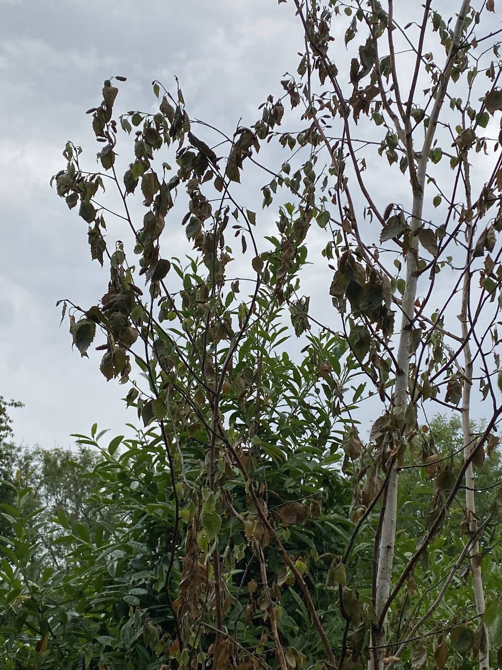 Silver Birch Tree Leaves Turning Brown Bbc Gardeners World Magazine