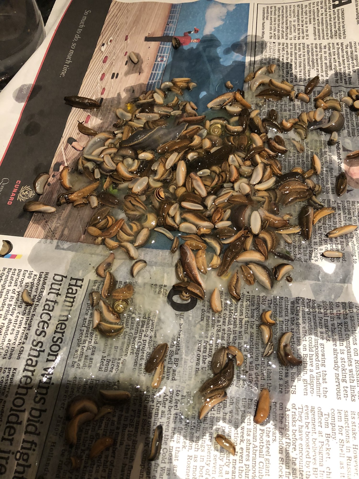 DAFFODIL FLOWERS BEING EATEN! Page 2 — BBC Gardeners' World Magazine