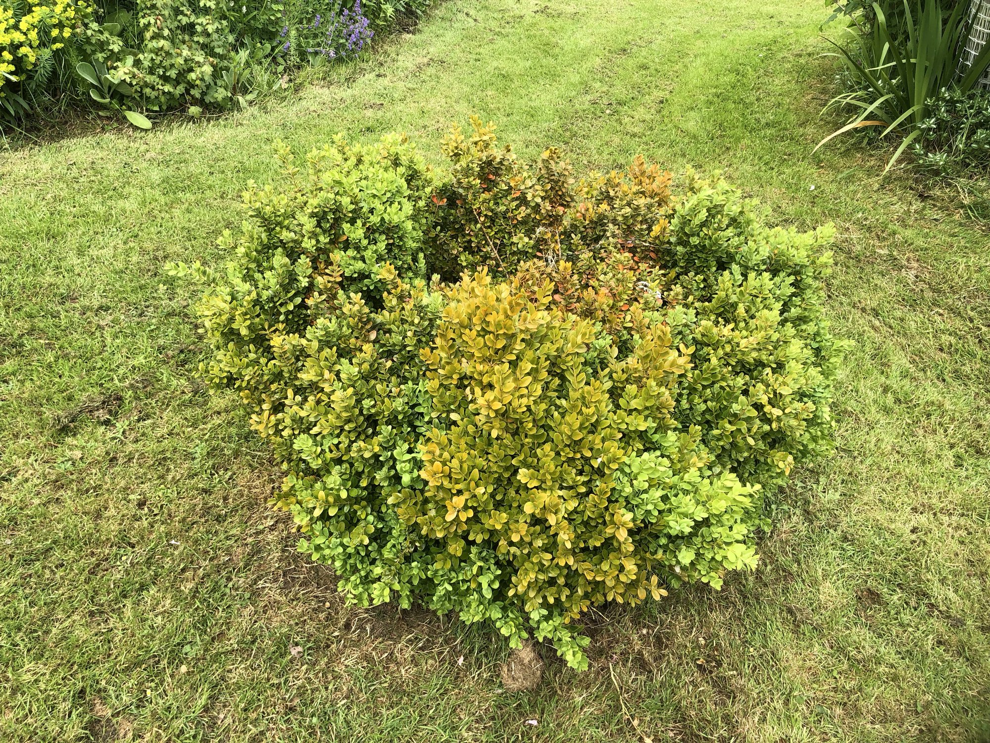 Box Bush not 100 happy — BBC Gardeners' World Magazine