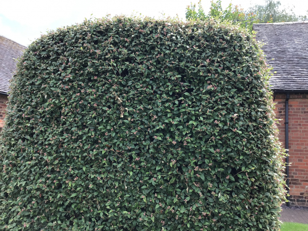 Help with cutting back cotoneaster franchetii hedge — BBC Gardeners