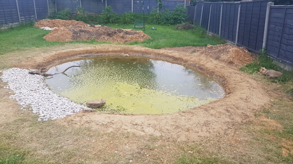 Problem with green foam in new wildlife pond — BBC Gardeners' World