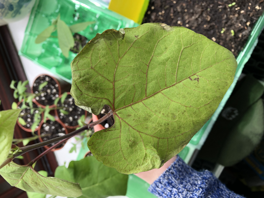 Runner beans underwatering? — BBC Gardeners' World Magazine