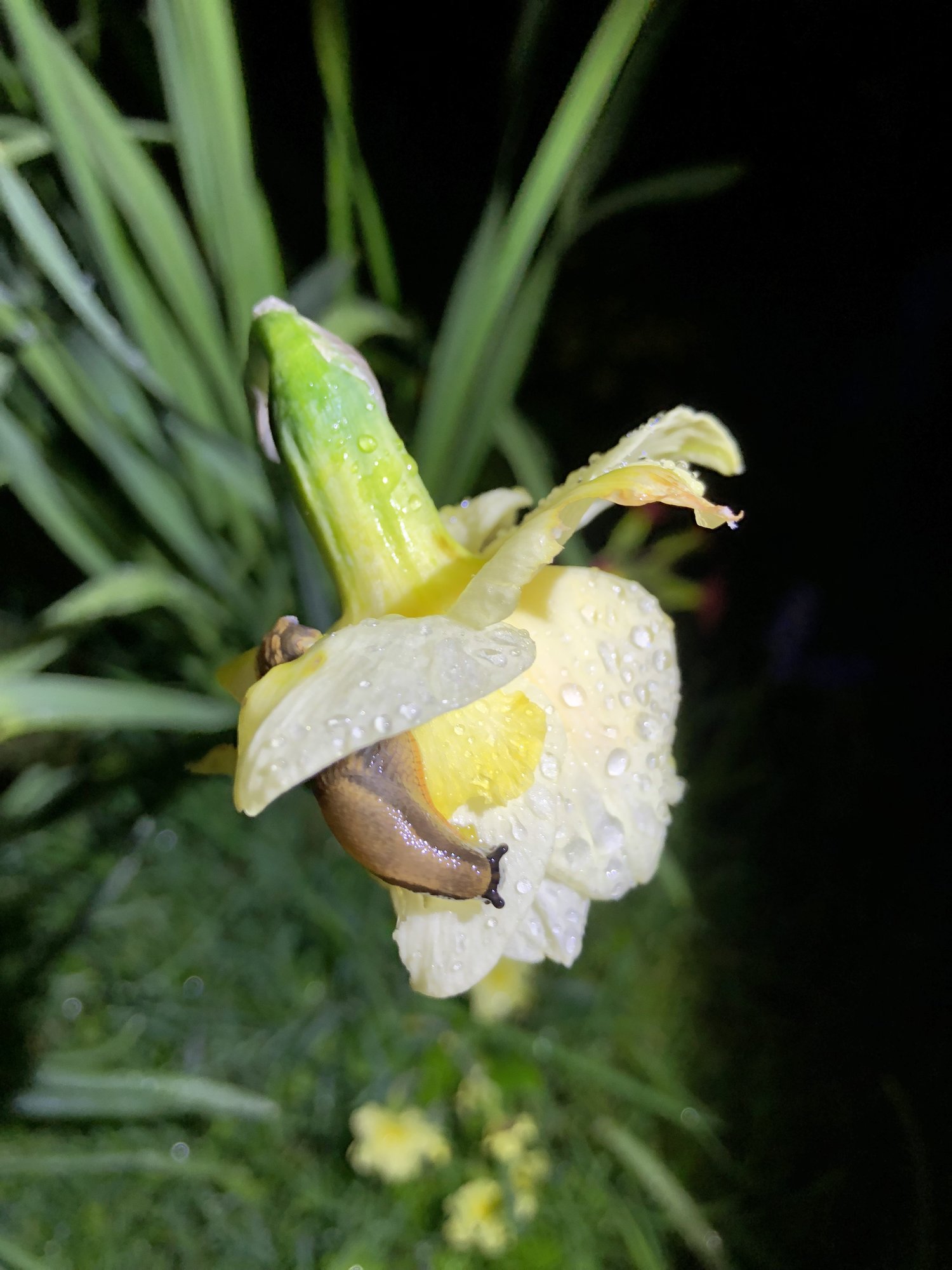 DAFFODIL FLOWERS BEING EATEN! Page 2 — BBC Gardeners' World Magazine