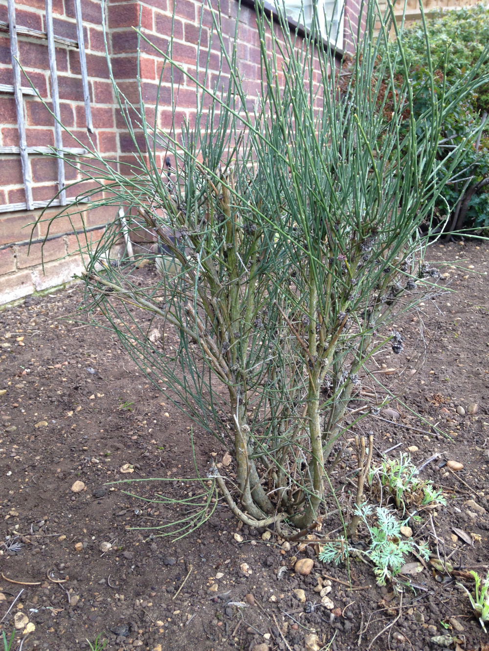 Should I be pruning my 'Moonlight' Pale Yellow Scotch Broom now? — BBC
