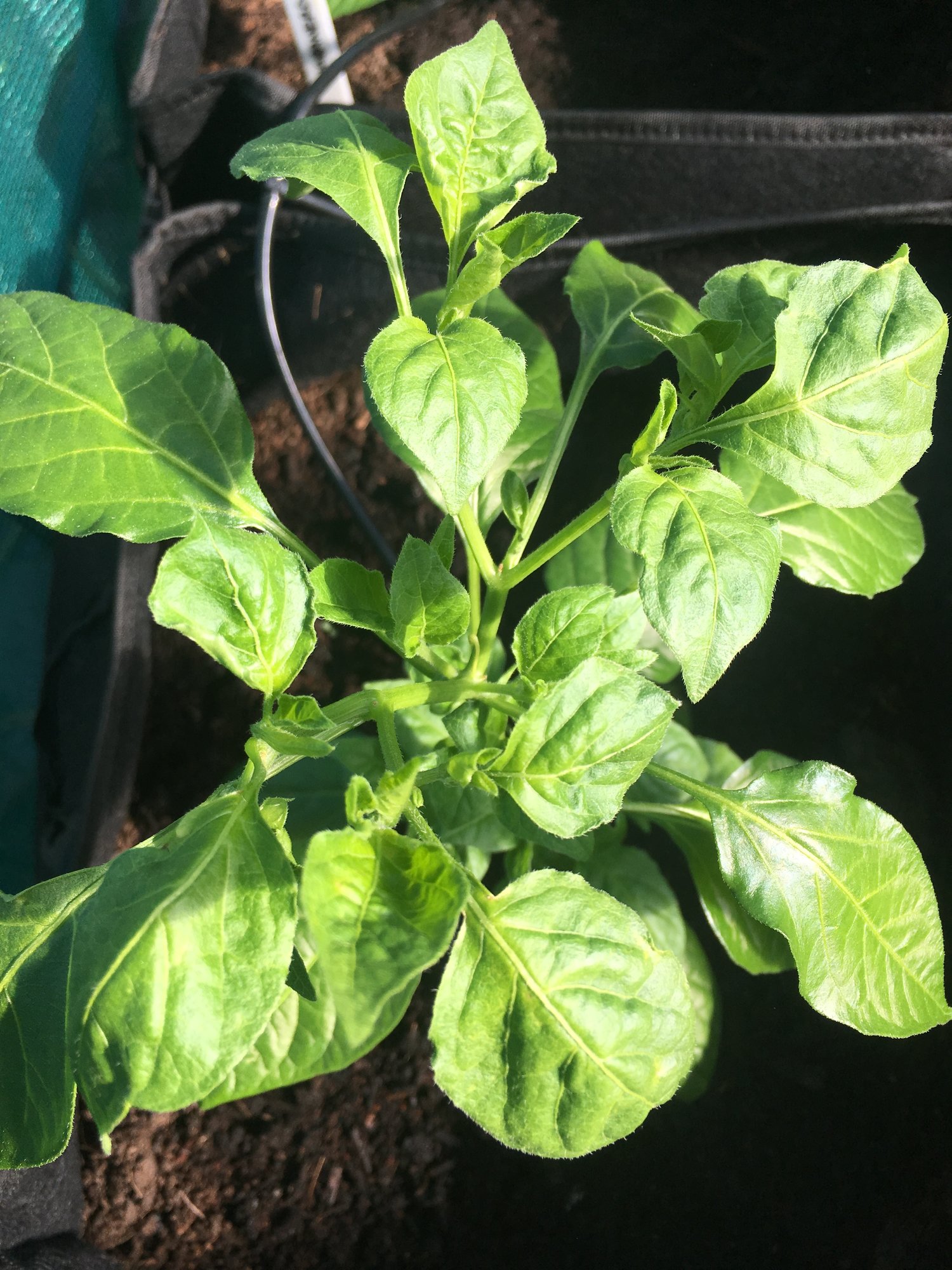 Chilli plants leaf curl / curling upside down? — BBC Gardeners' World
