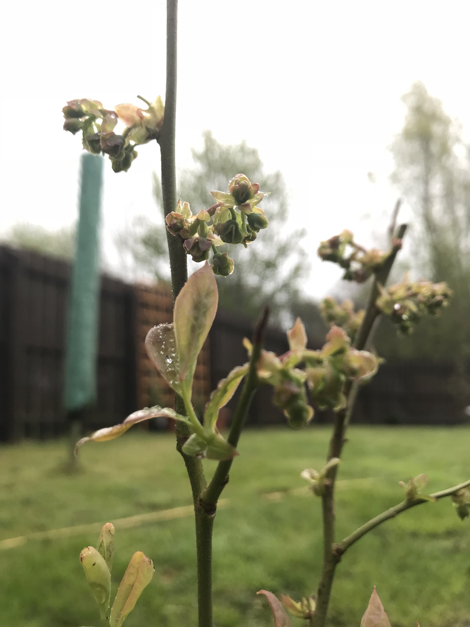 Blueberries leaf turning red and starting to curl. — BBC Gardeners
