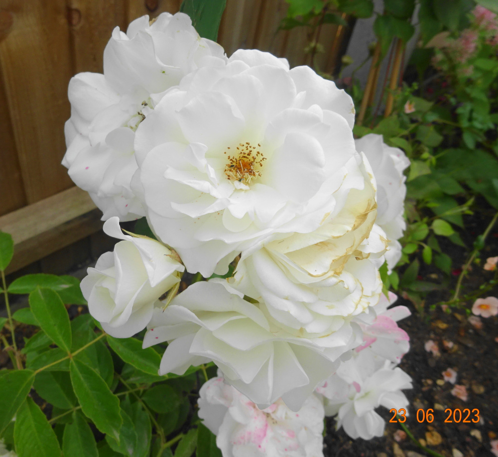 Rose standard rootstock ID — BBC Gardeners' World Magazine