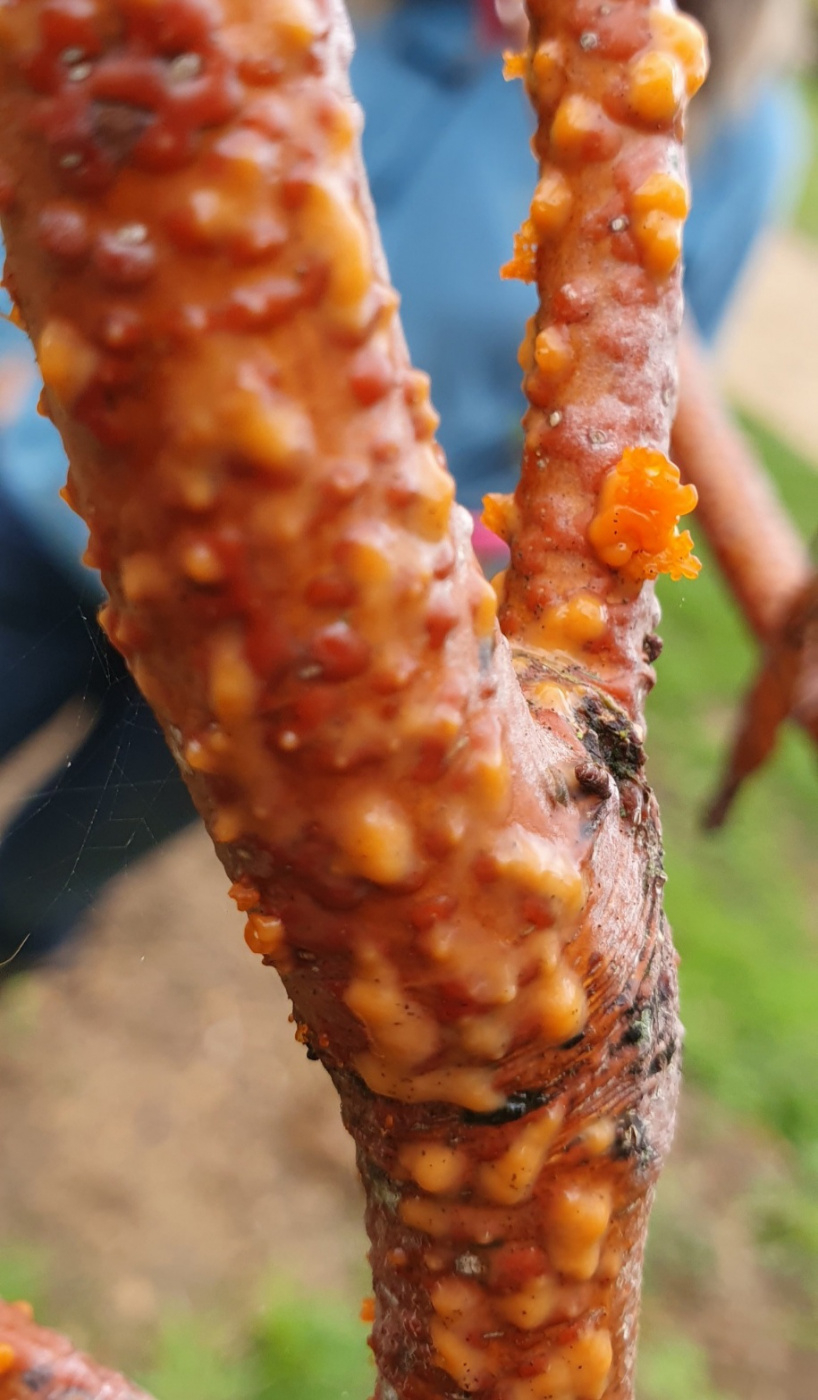 Copper beech fungus — BBC Gardeners' World Magazine