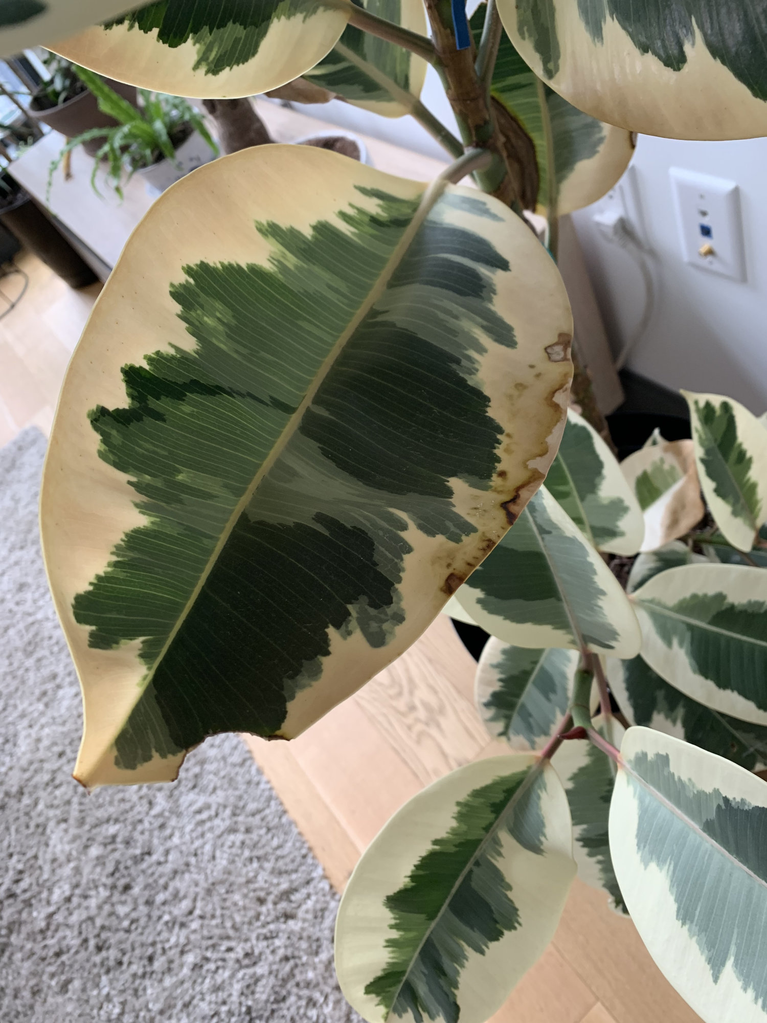 Brown Edges On Ficus Elastica Bbc Gardeners World Magazine