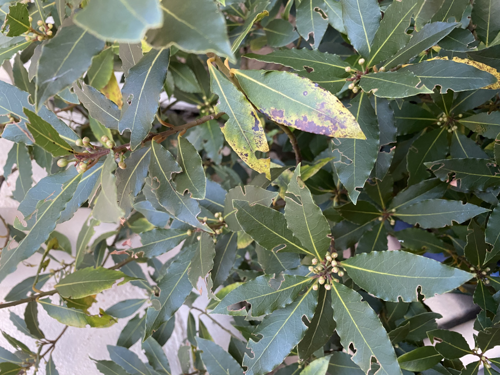 Bay tree being eaten — BBC Gardeners' World Magazine