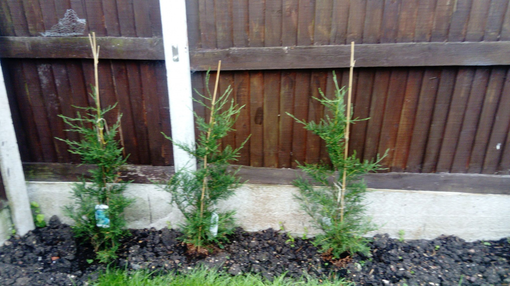 How to grow good conifers? — BBC Gardeners' World Magazine
