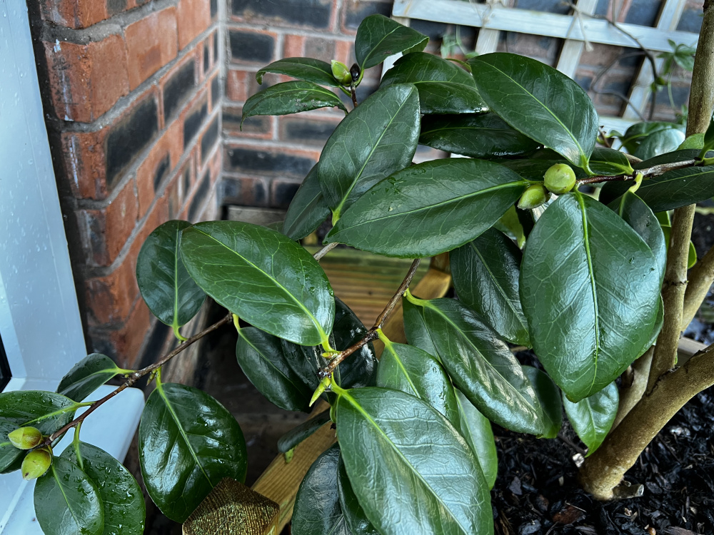 Camellia leaf problem — BBC Gardeners' World Magazine