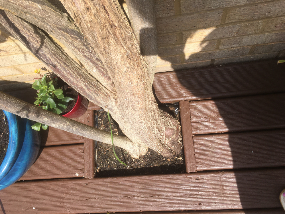 My wisteria has died after 20 years...or has it? — BBC Gardeners' World