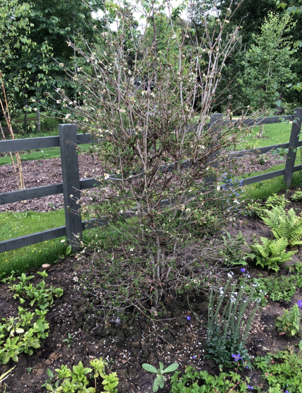 Viburnum Dying? Advice needed! — BBC Gardeners' World Magazine