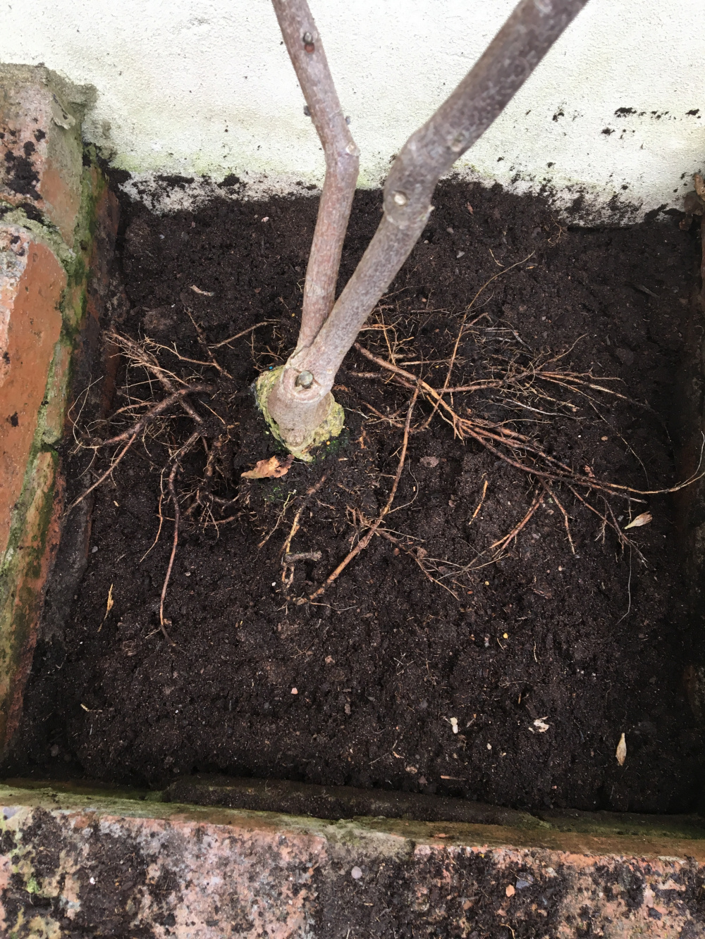 Dead Wisteria? — BBC Gardeners' World Magazine