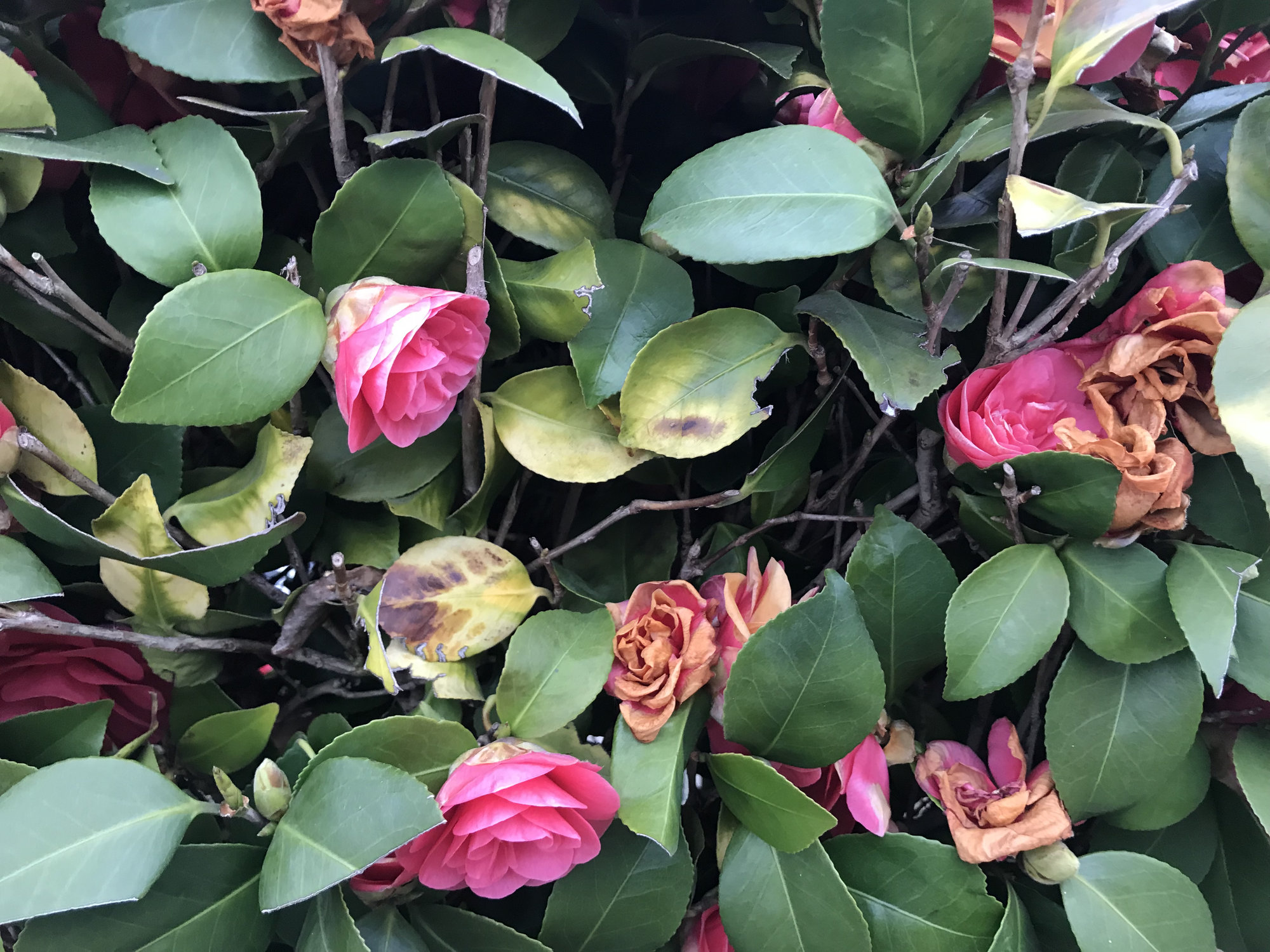 Problem with my Camellia — BBC Gardeners' World Magazine