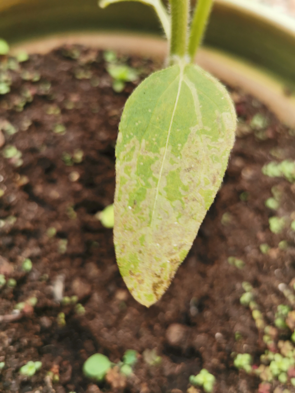 Sunflower Leaves Yellowing Why Are My Sunflowers Leaves, 42 OFF