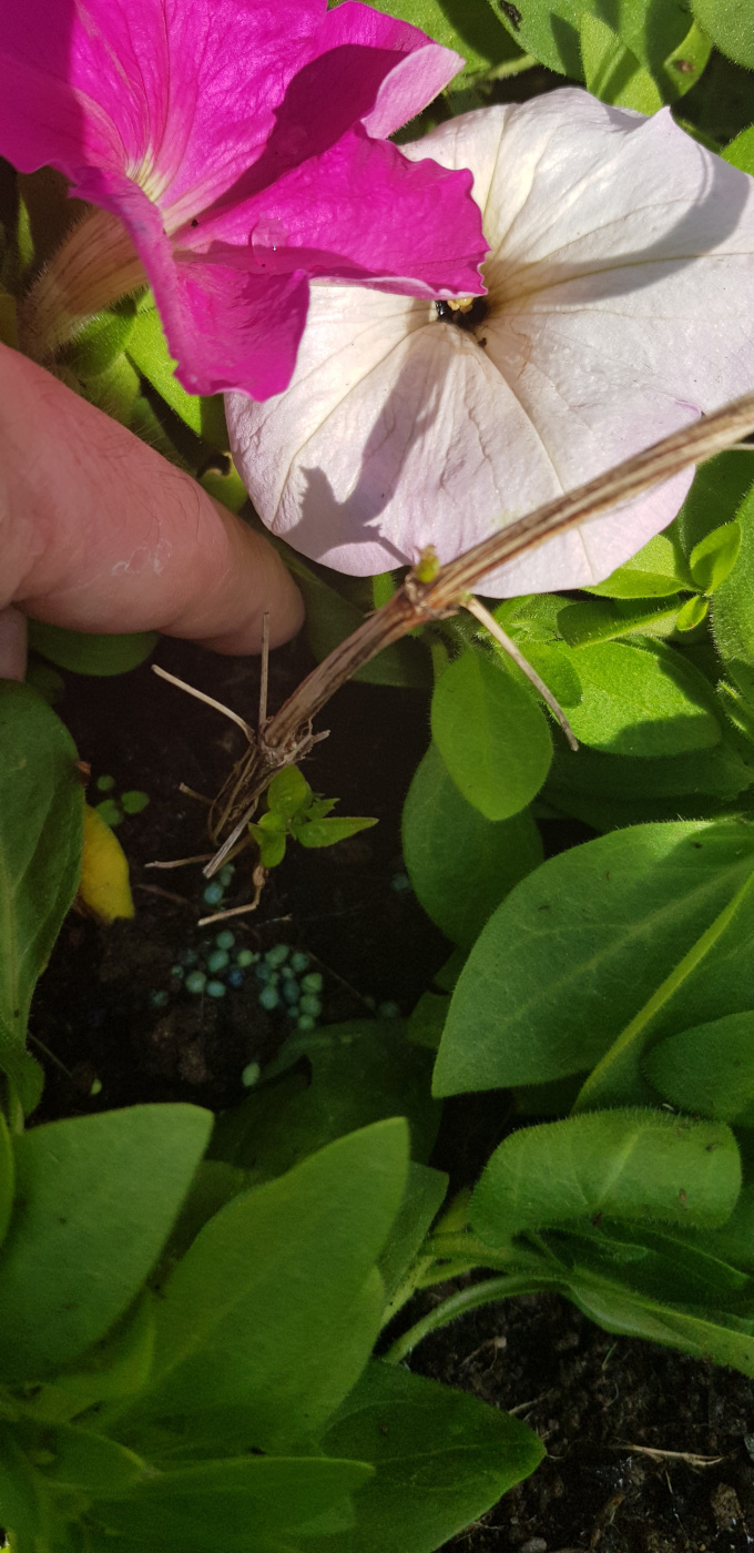 Why did my Clematis die?? Page 2 — BBC Gardeners' World Magazine